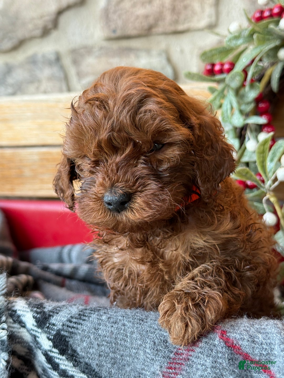 Mini Goldendoodle dogs for sale: Igloo - Ad 11