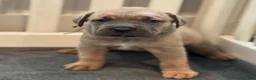 Cane Corso dogs for sale: Blue - Ad 3