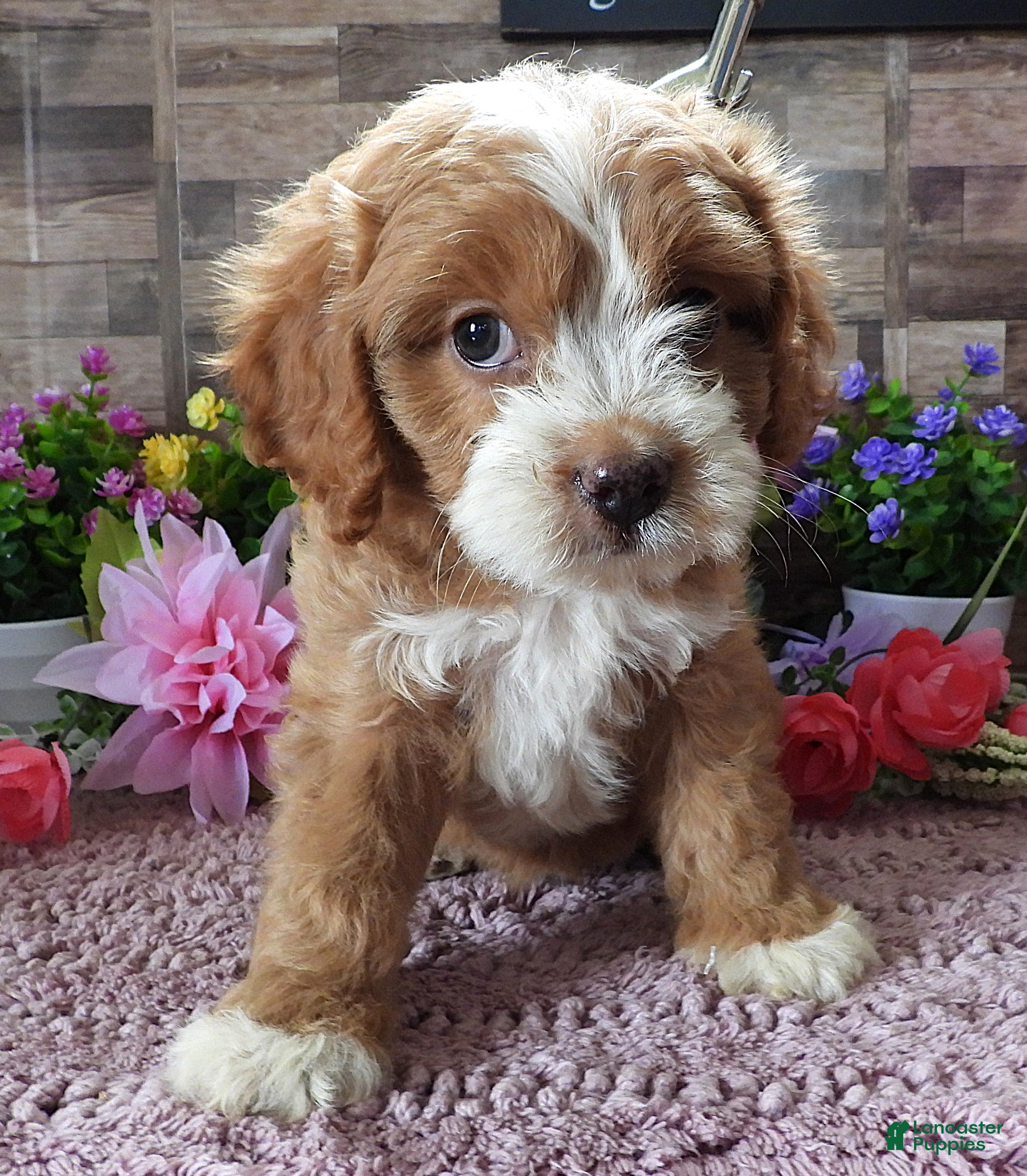 Cavapoo dogs #3 Female of Tara - Ad 37
