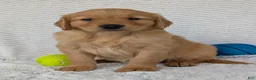 Golden Retriever dogs for sale: Murphy  - Ad 3