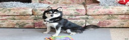 Pomsky dogs for sale: Alex - Ad 6