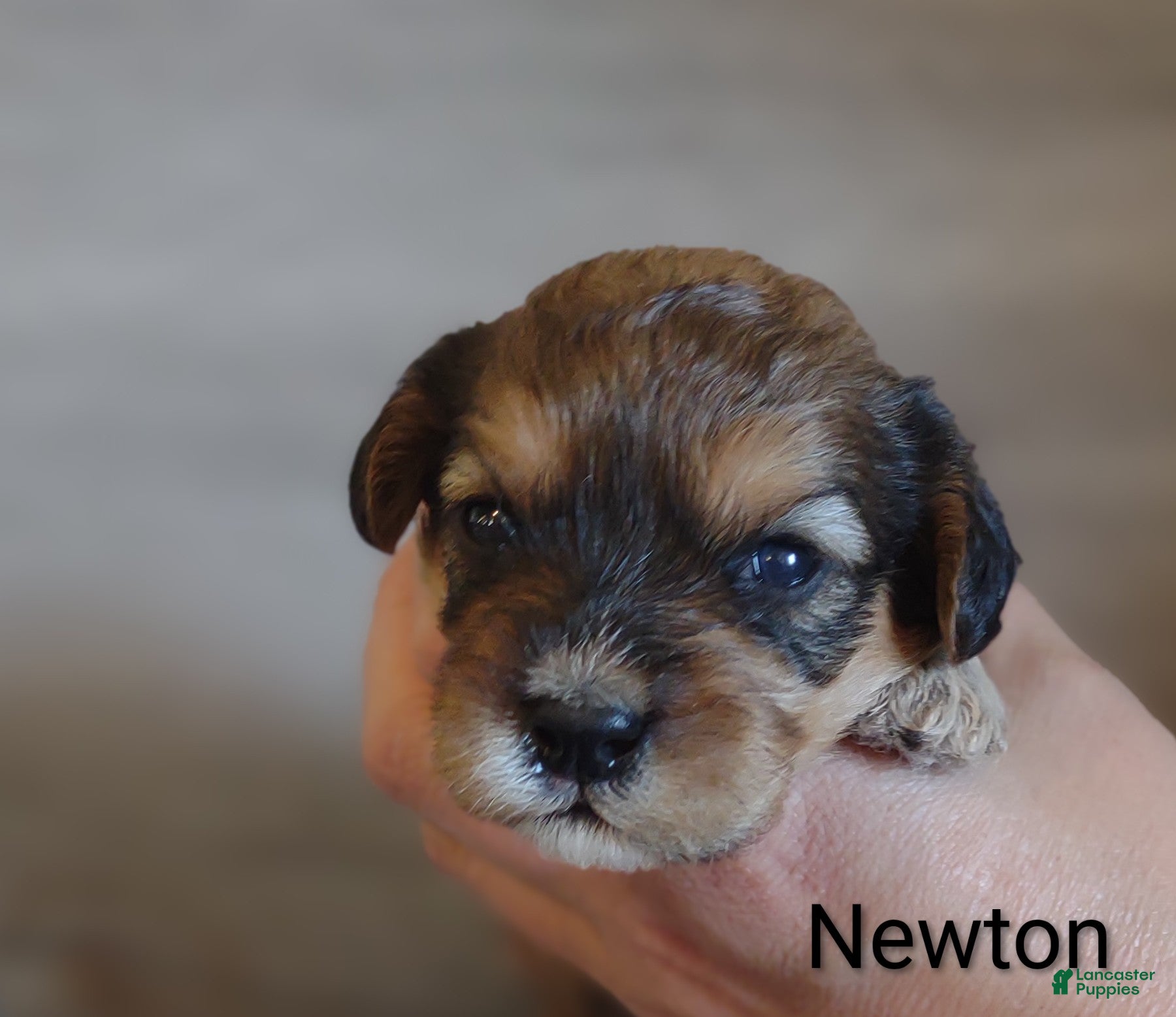 Cavachon dogs Cavachon Puppy 1 Newton  - Ad 2