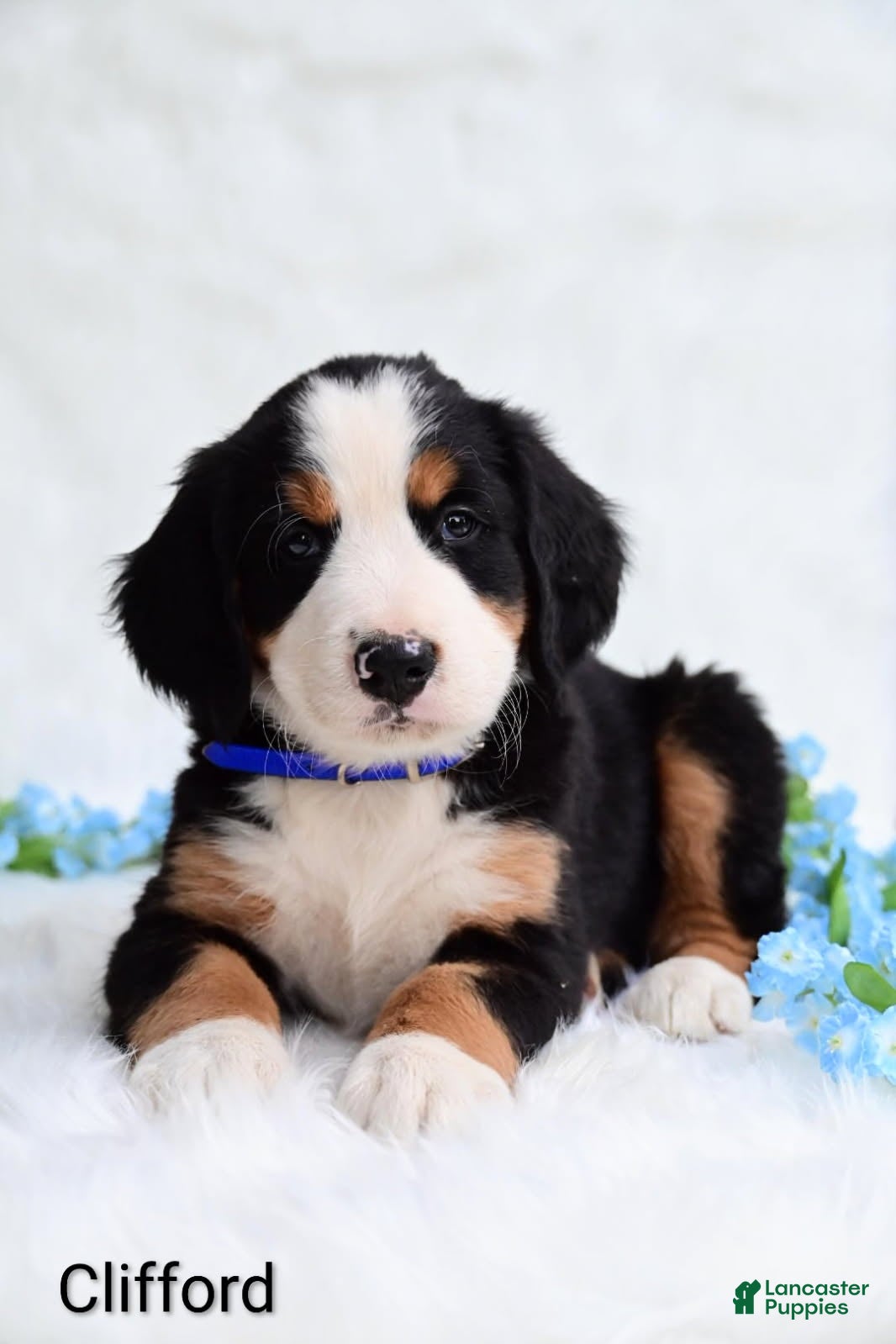 Bernese Mountain Dog dogs Clifford  - Ad 1