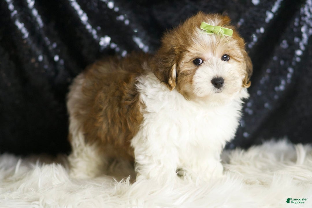 Yorkiepoo dogs for sale: Archie - Ad 4