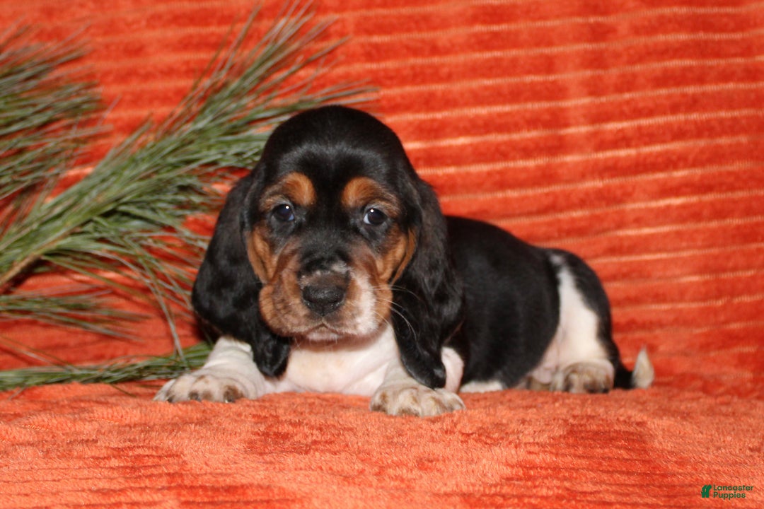 Basset Hound dogs for sale: Sleepy - Ad 2