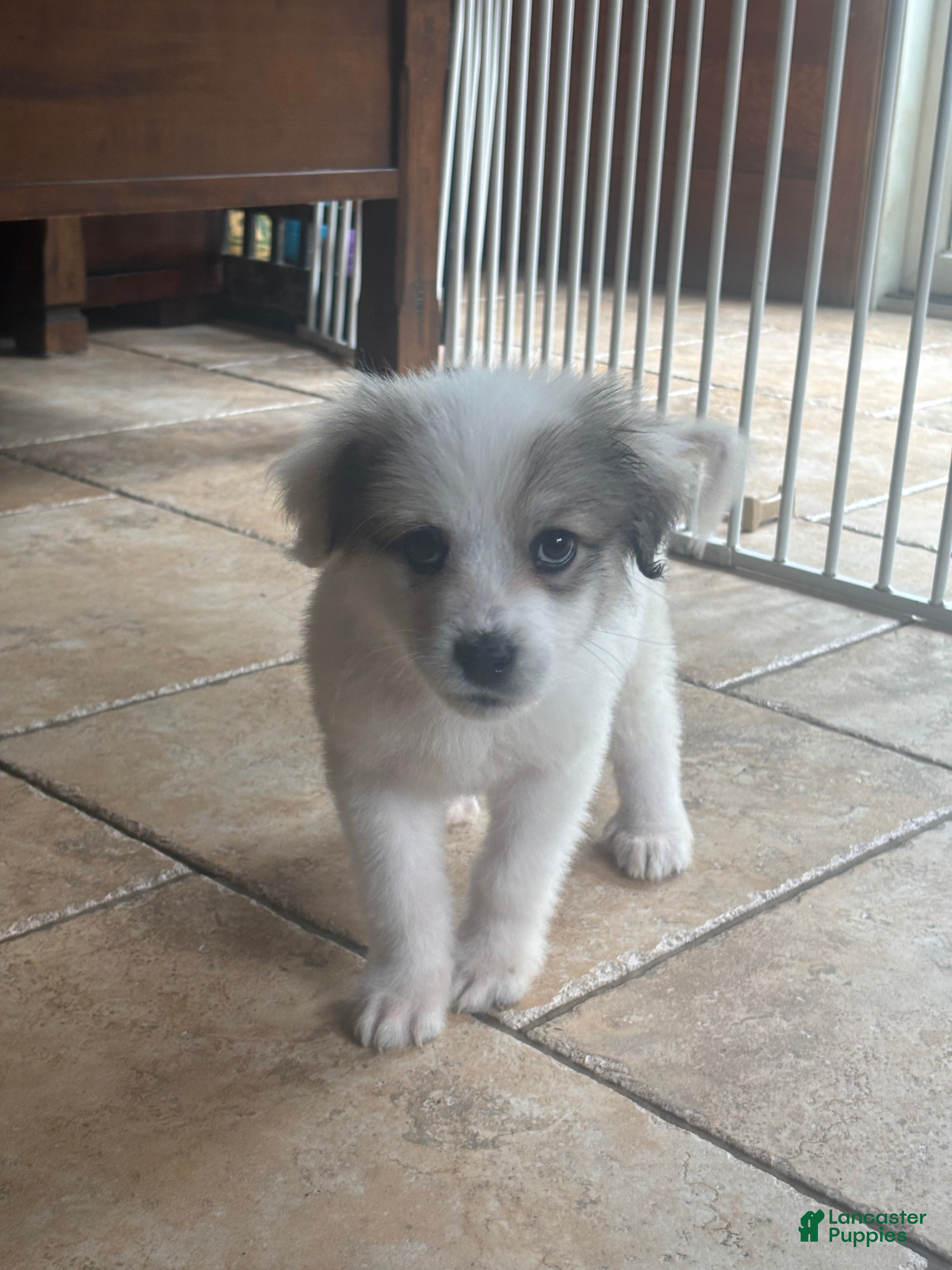 Great Pyrenees dogs Bby girl Juno  - Ad 1