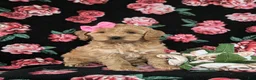 Cockapoo dogs for sale: Marilee - Ad 2