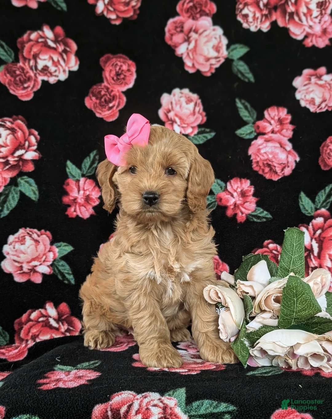 Cockapoo dogs for sale: Marilee - Ad 2