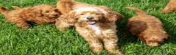 Mini Goldendoodle dogs for sale: Trudy - Ad 4
