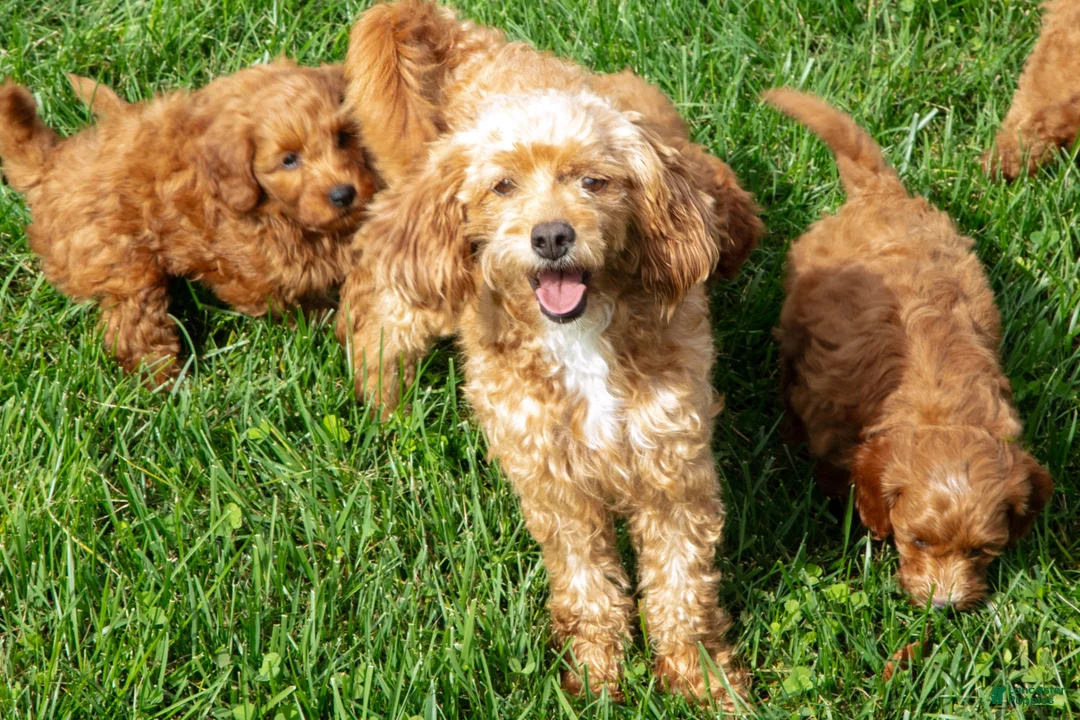 Mini Goldendoodle dogs for sale: Trudy - Ad 4