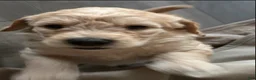 Double Doodle dogs for sale: River - F2 Double Doodle - Ad 24