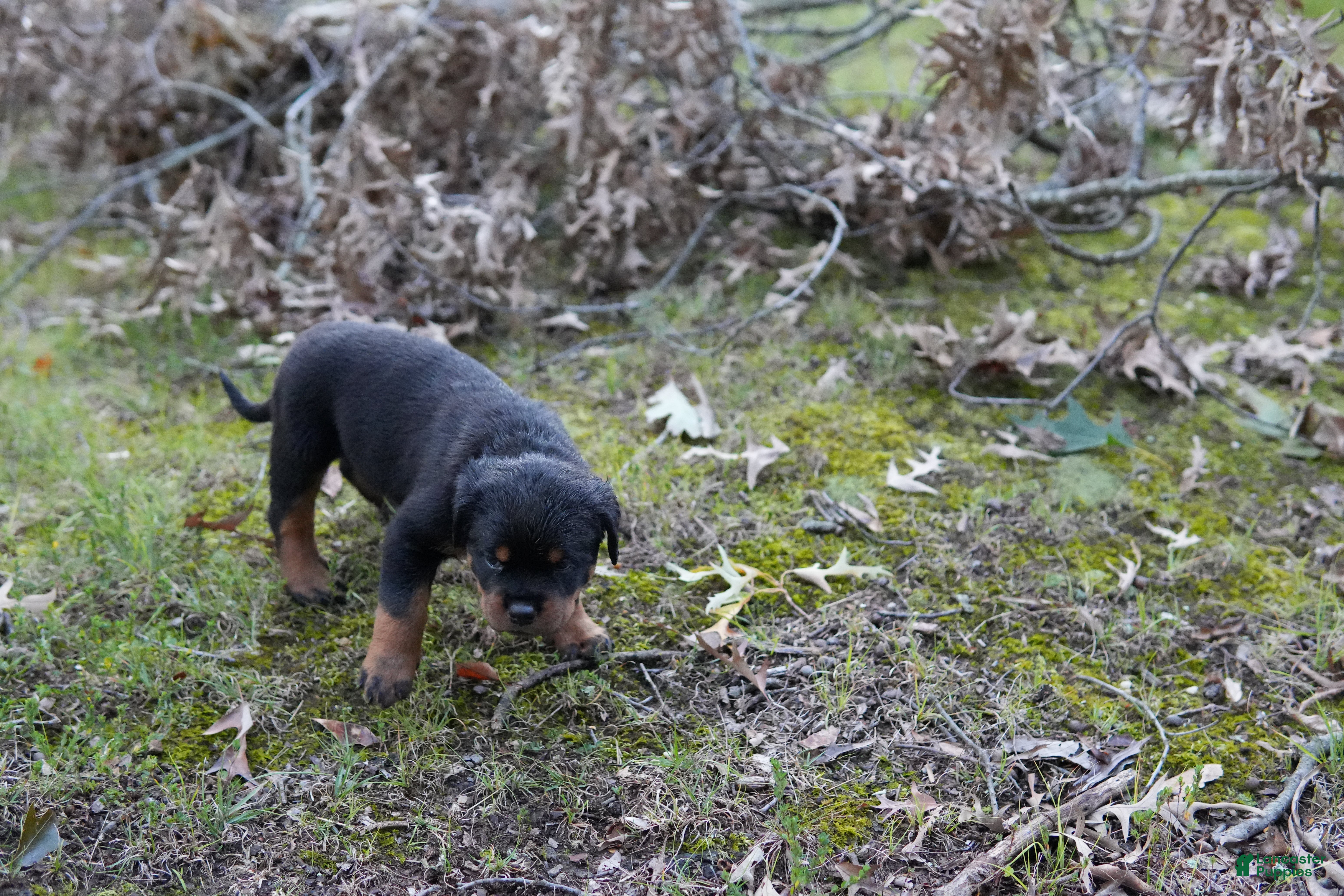 Rottweiler dogs Rottweiler 3 - Ad 13