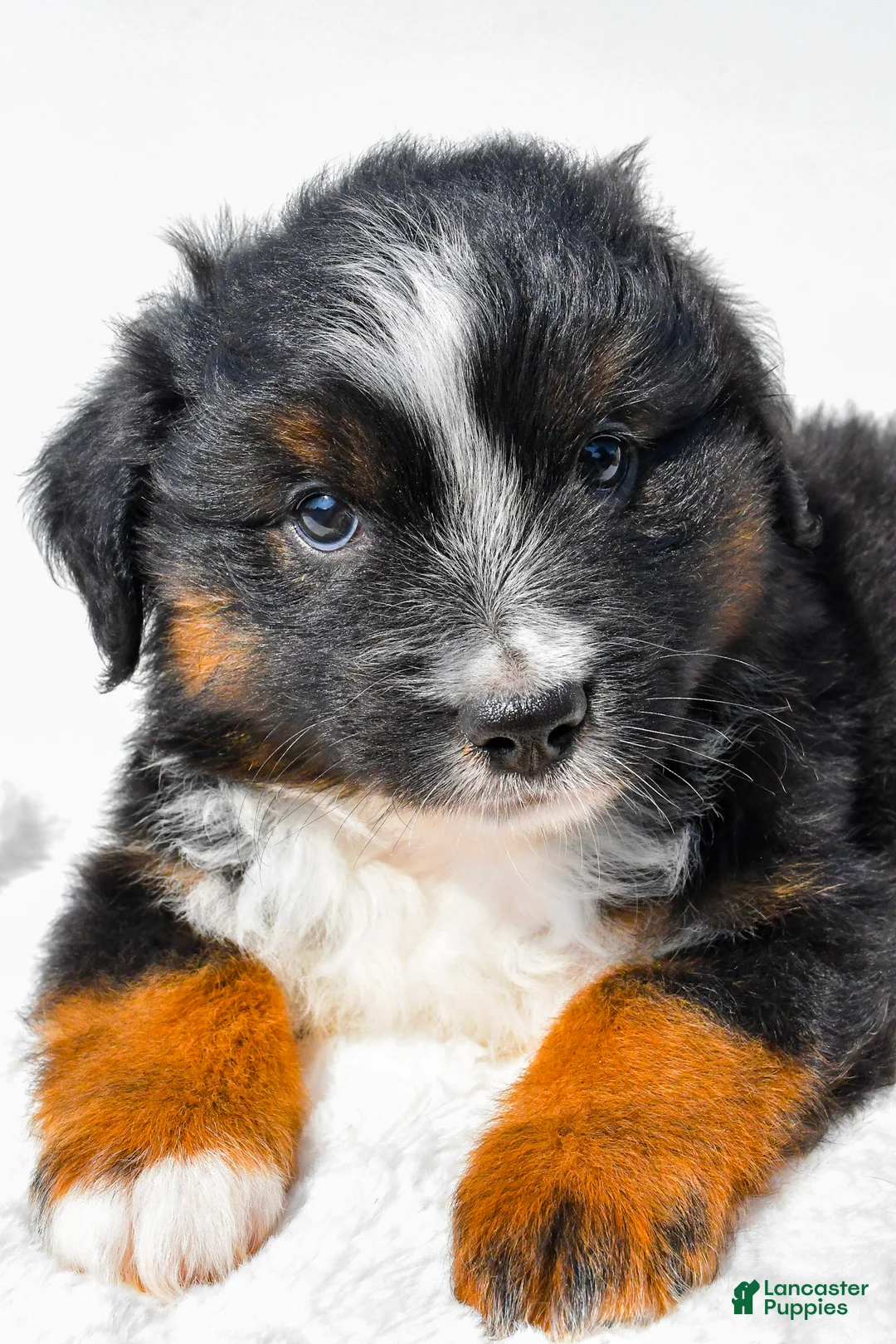 Miniature Australian Shepherd dogs for sale: Lynn - Ad 2