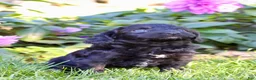 Cavapoo dogs for sale: Fifi Female Cavapoo - Ad 6