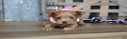 Maltipoo dogs for sale: Sara - Ad 4