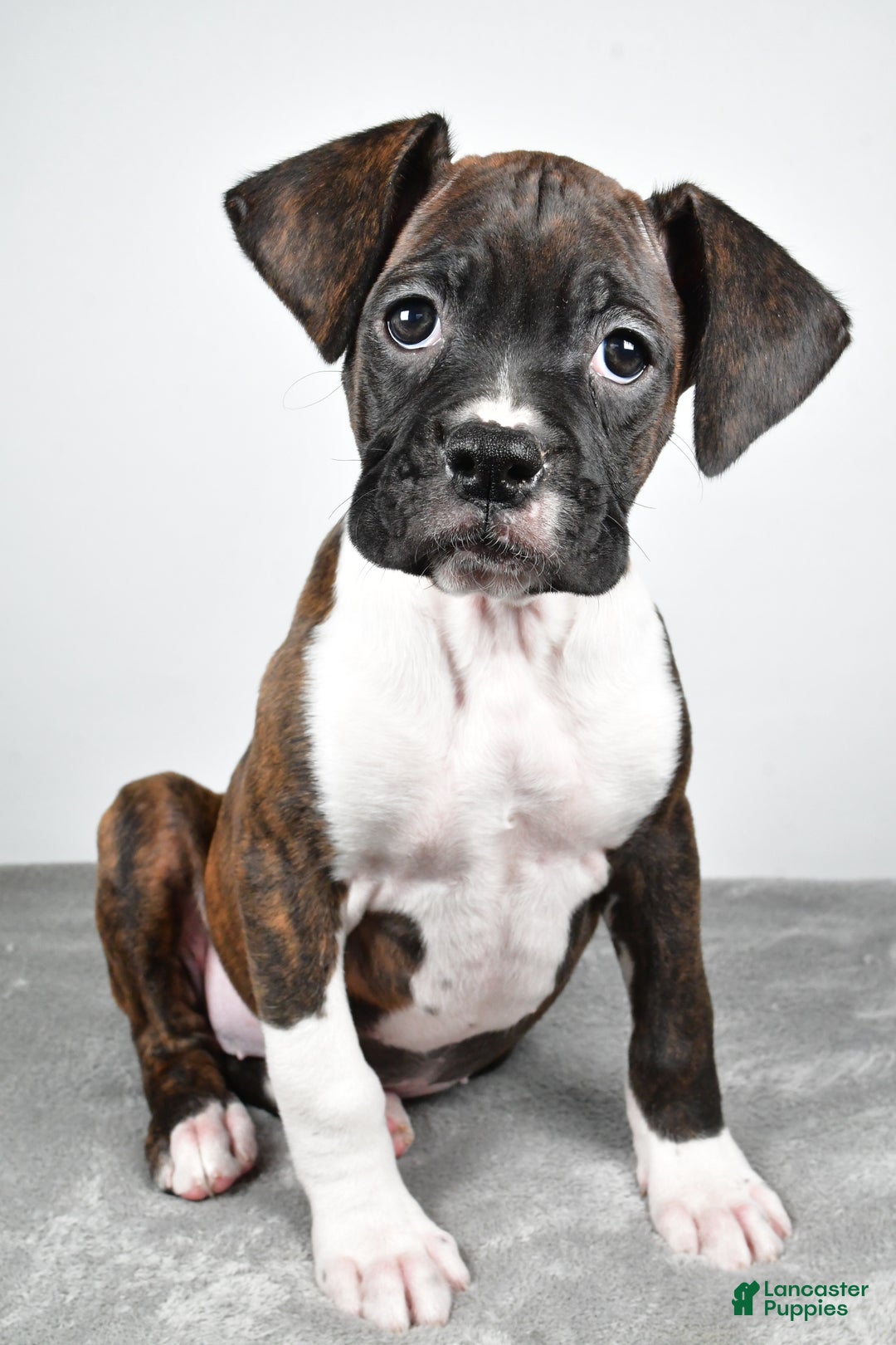 Boxer dogs for sale: Abbie - Ad 9