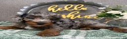 Miniature Poodle dogs for sale: Tatum - Ad 4