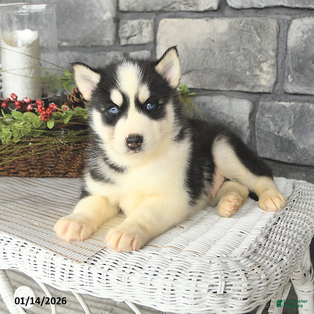 Siberian Husky dogs for sale: Lobo - Ad 4