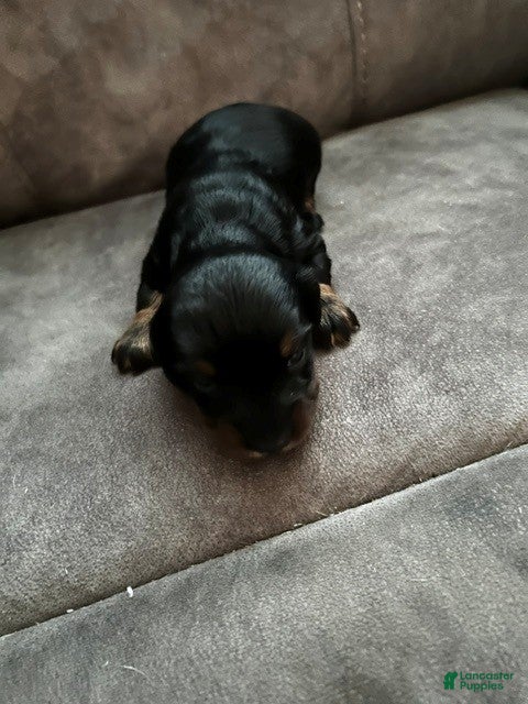 Miniature Dachshund dogs Miniature Dachshund 4 - Ad 2