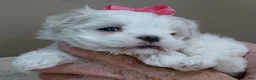 Maltese dogs for sale: Indi girl 1 lb 10 ozs - Ad 2