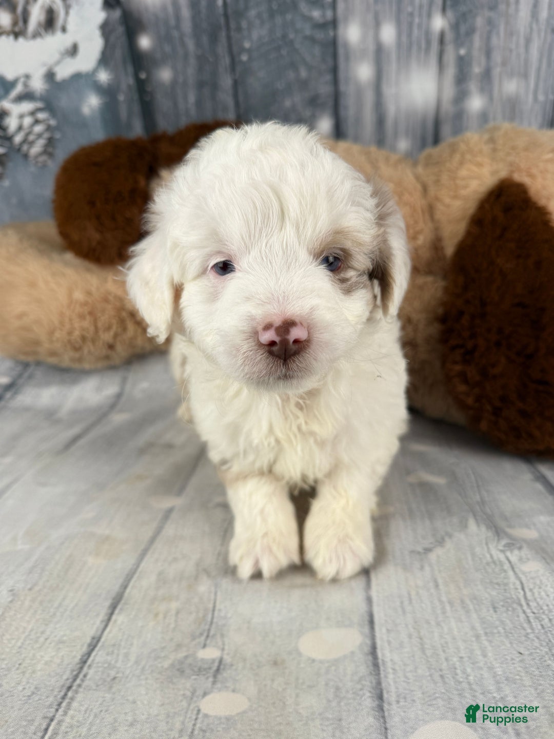 Aussiedoodle dogs for sale: Hayden - Ad 6