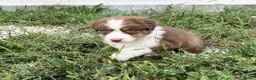 Australian Shepherd dogs for sale: Curlie - Ad 3