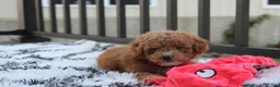 Bichpoo dogs for sale: Kirian  - Ad 8