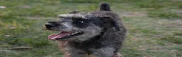 Miniature Schnauzer dogs for sale: Yoshi - Ad 12