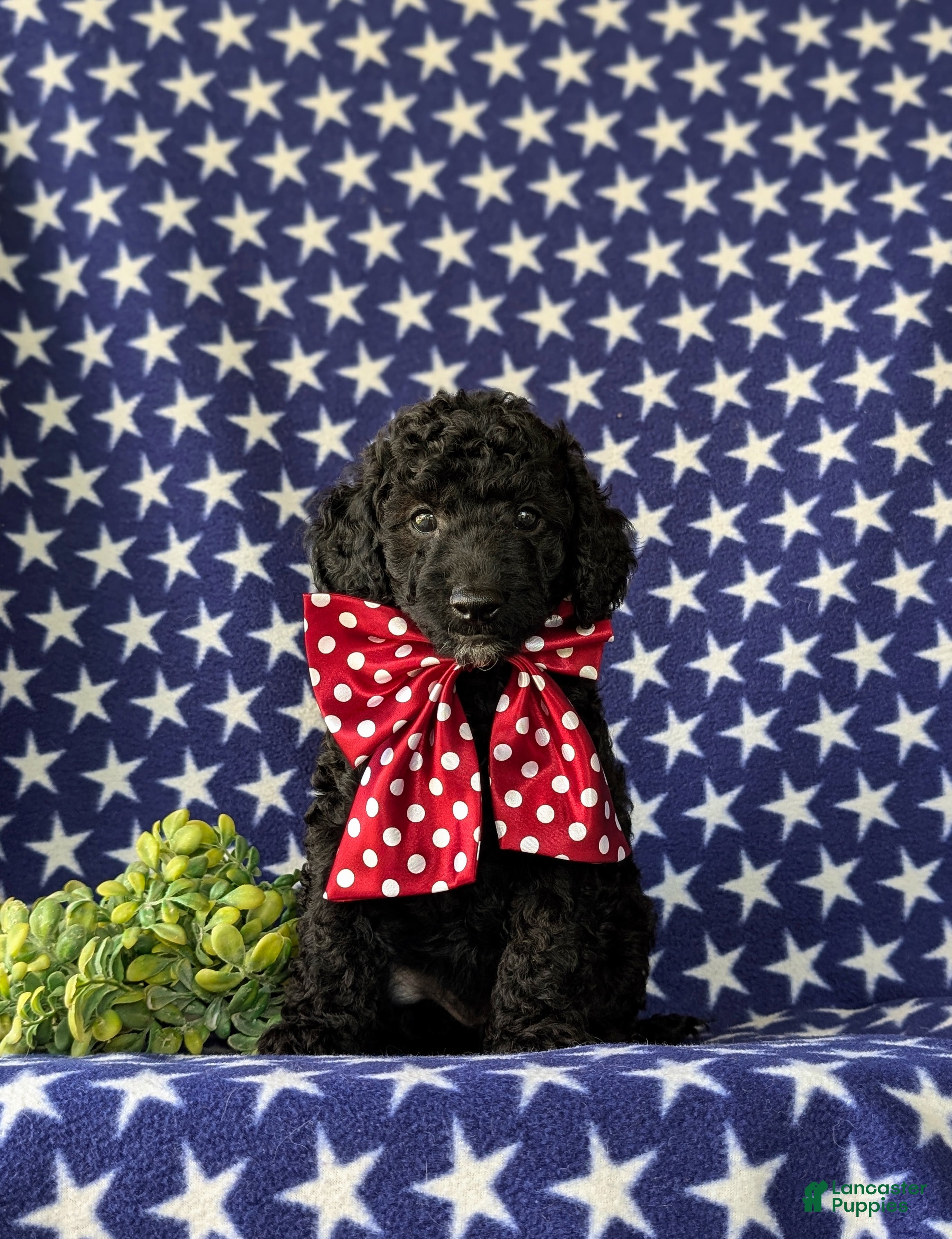 Cockapoo dogs for sale: Brandon Hypoallergenic - Ad 4