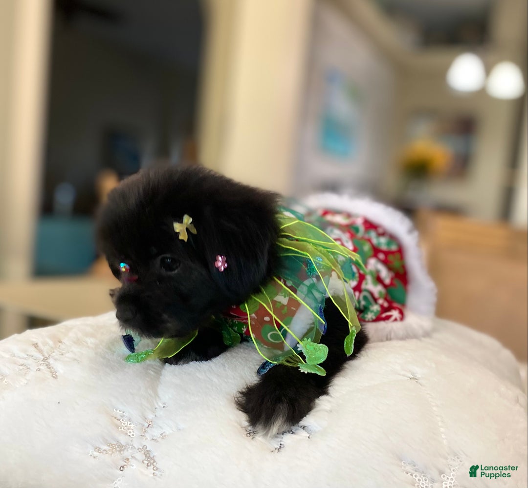 Shorkie dogs for sale: Shorkie Puppy 3 - Ad 10