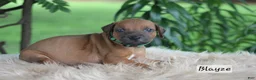 Rhodesian Ridgeback dogs for sale: Blayze - Ad 1