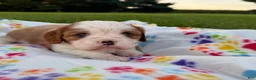 Cavalier King Charles Spaniel dogs for sale: Joshua Cavalier King Charles Spaniel  - Ad 1