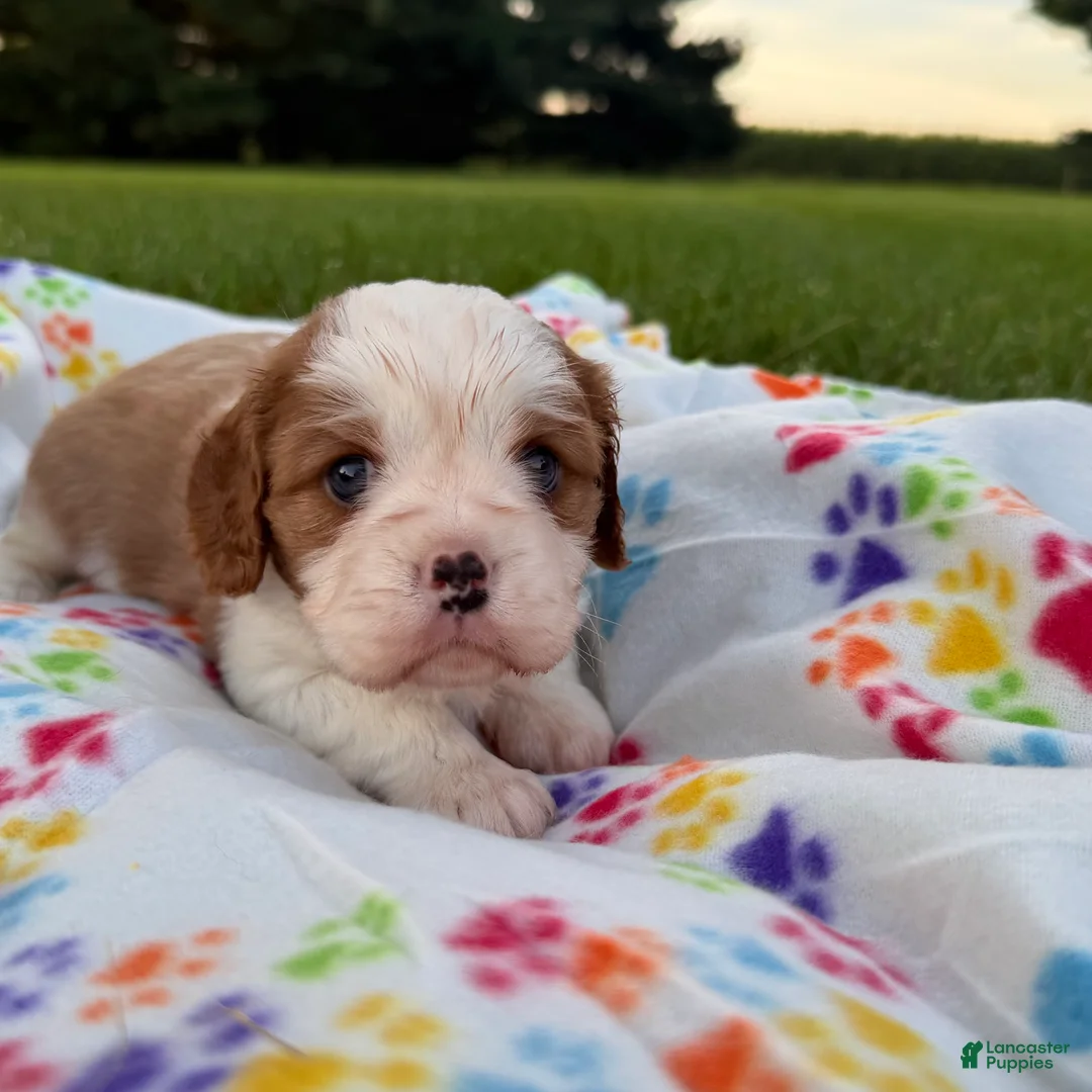 Cavalier King Charles Spaniel dogs for sale: Joshua Cavalier King Charles Spaniel  - Ad 1