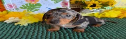 Miniature Dachshund dogs for sale: Razzle - Ad 2
