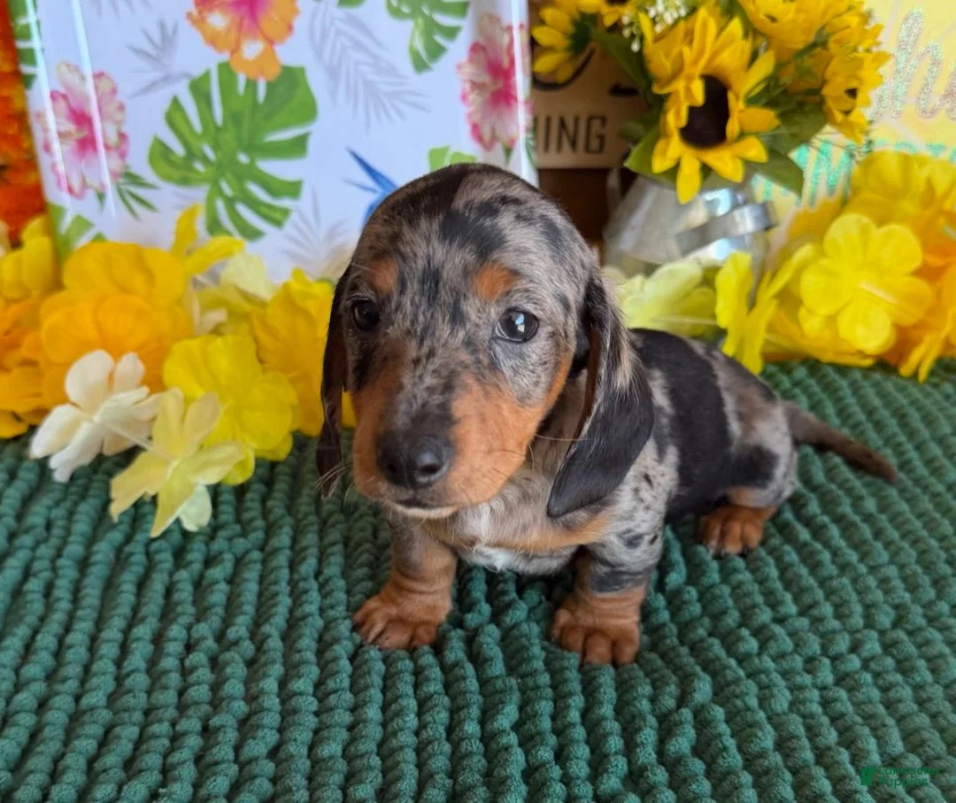 Miniature Dachshund dogs for sale: Razzle - Ad 2