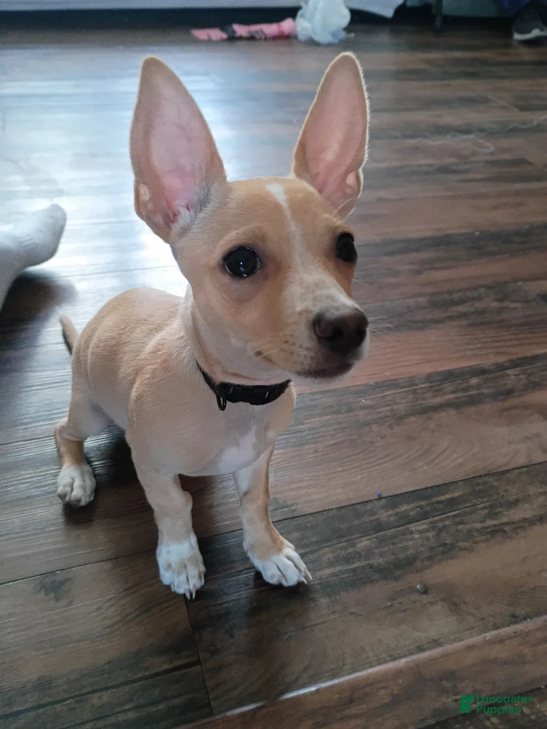 Chihuahua dogs for sale: Mazapán  - Ad 2