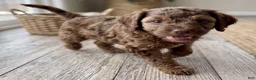 Cockapoo dogs for sale: Daisy - Ad 3