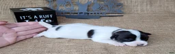 Jack Russell Terrier dogs for sale: Piper JRT purebred DELIVERY AVAILABLE  - Ad 5