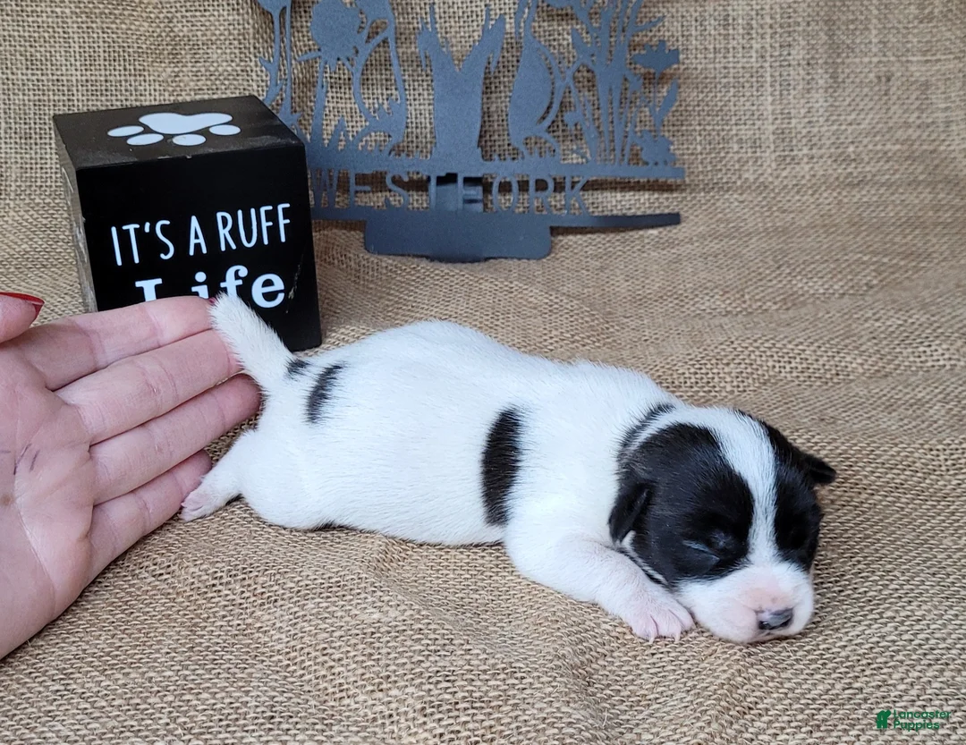 Jack Russell Terrier dogs for sale: Piper JRT purebred DELIVERY AVAILABLE  - Ad 5