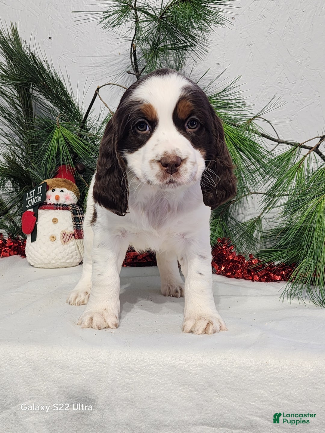 English Springer Spaniel dogs for sale: Marlene  - Ad 5