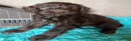 Labradoodle dogs for sale: Labradoodle 5 - Ad 7