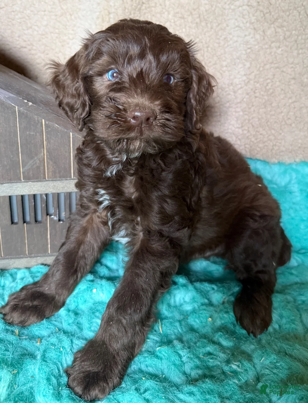 Labradoodle dogs for sale: Labradoodle 5 - Ad 7