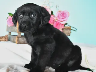 Labrador Retriever dogs Elissa - Ad 41