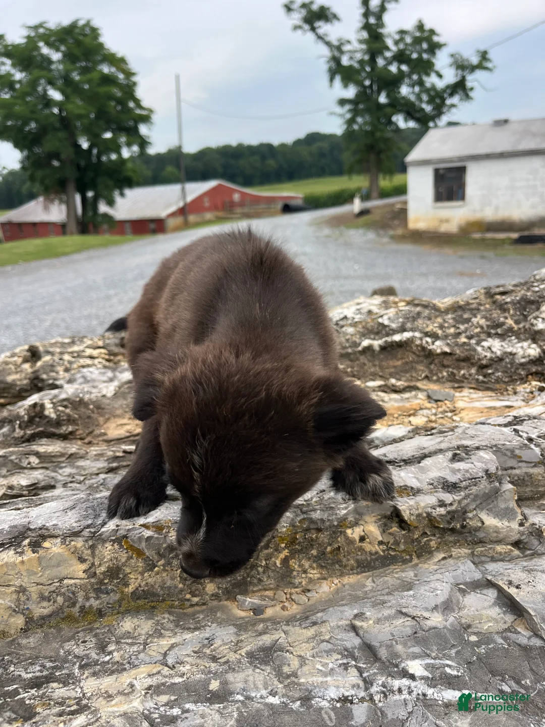 Mixed Breed dogs for sale: Mixed Breed 3 - Ad 2