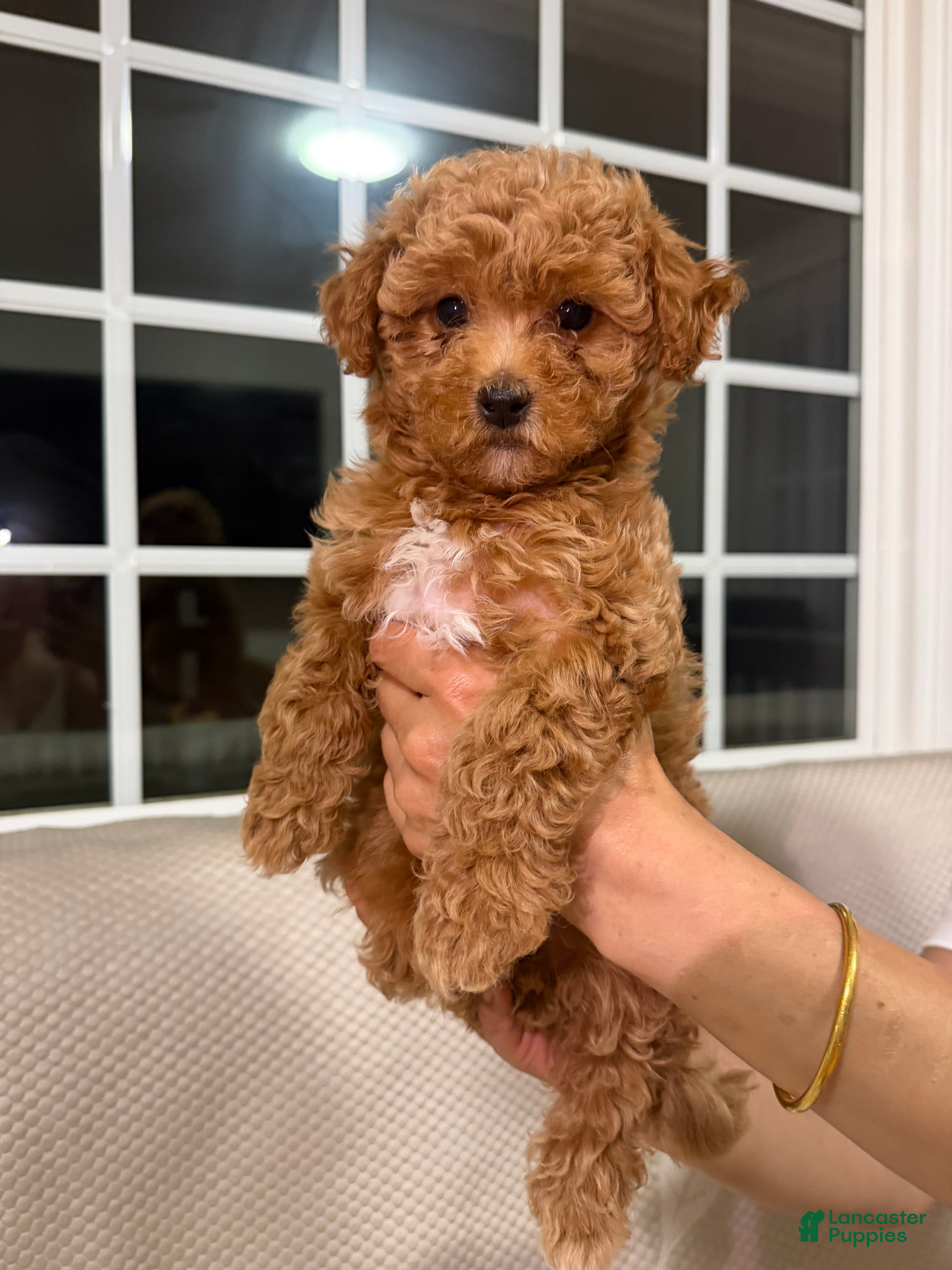 Maltipoo dogs Maltipoo 5 - Ad 42