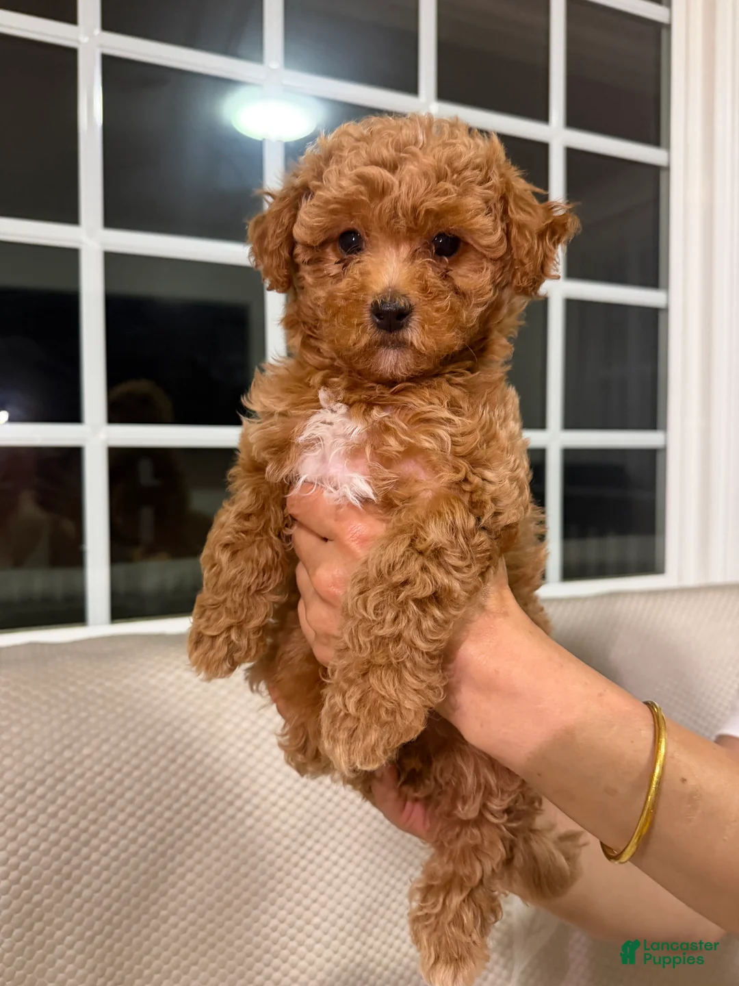 Maltipoo dogs for sale: Maltipoo 5 - Ad 1