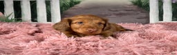 Miniature Dachshund dogs for sale: AKC-Brody - Ad 9