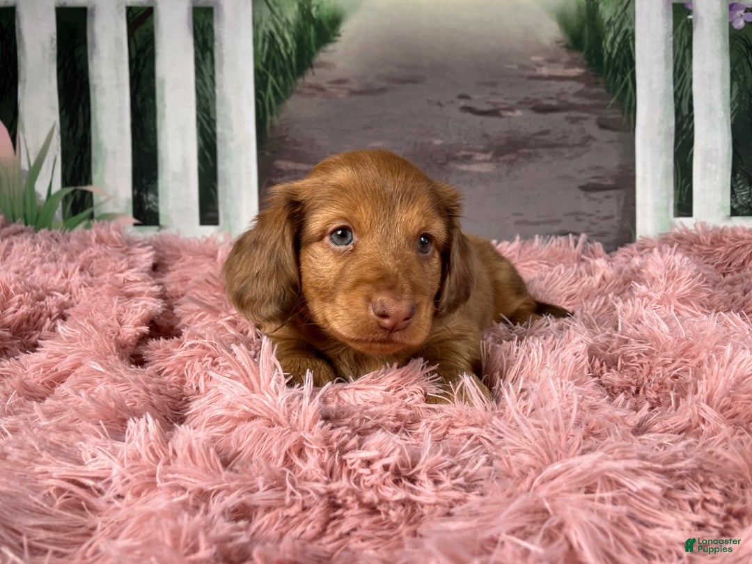 Miniature Dachshund dogs for sale: AKC-Brody - Ad 9