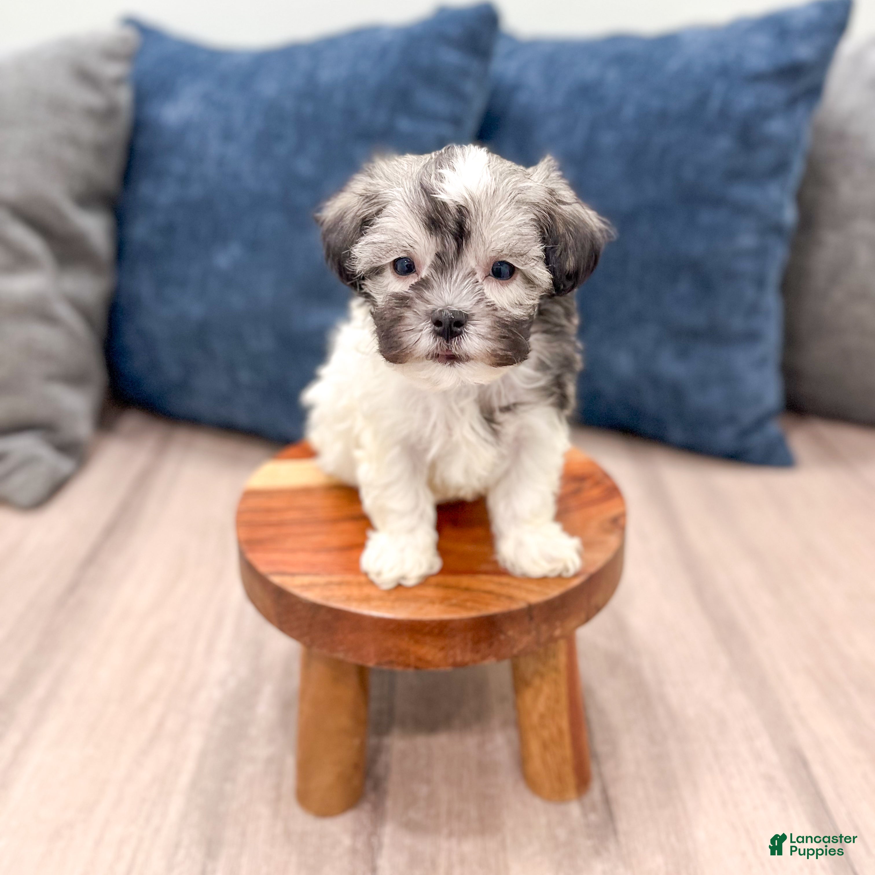 Havanese dogs Louis - Ad 1