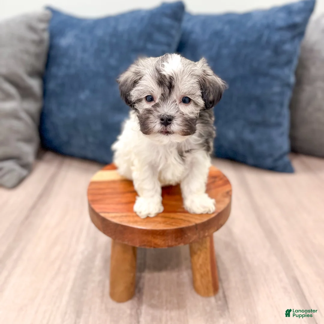 Havanese dogs for sale: Louis - Ad 1